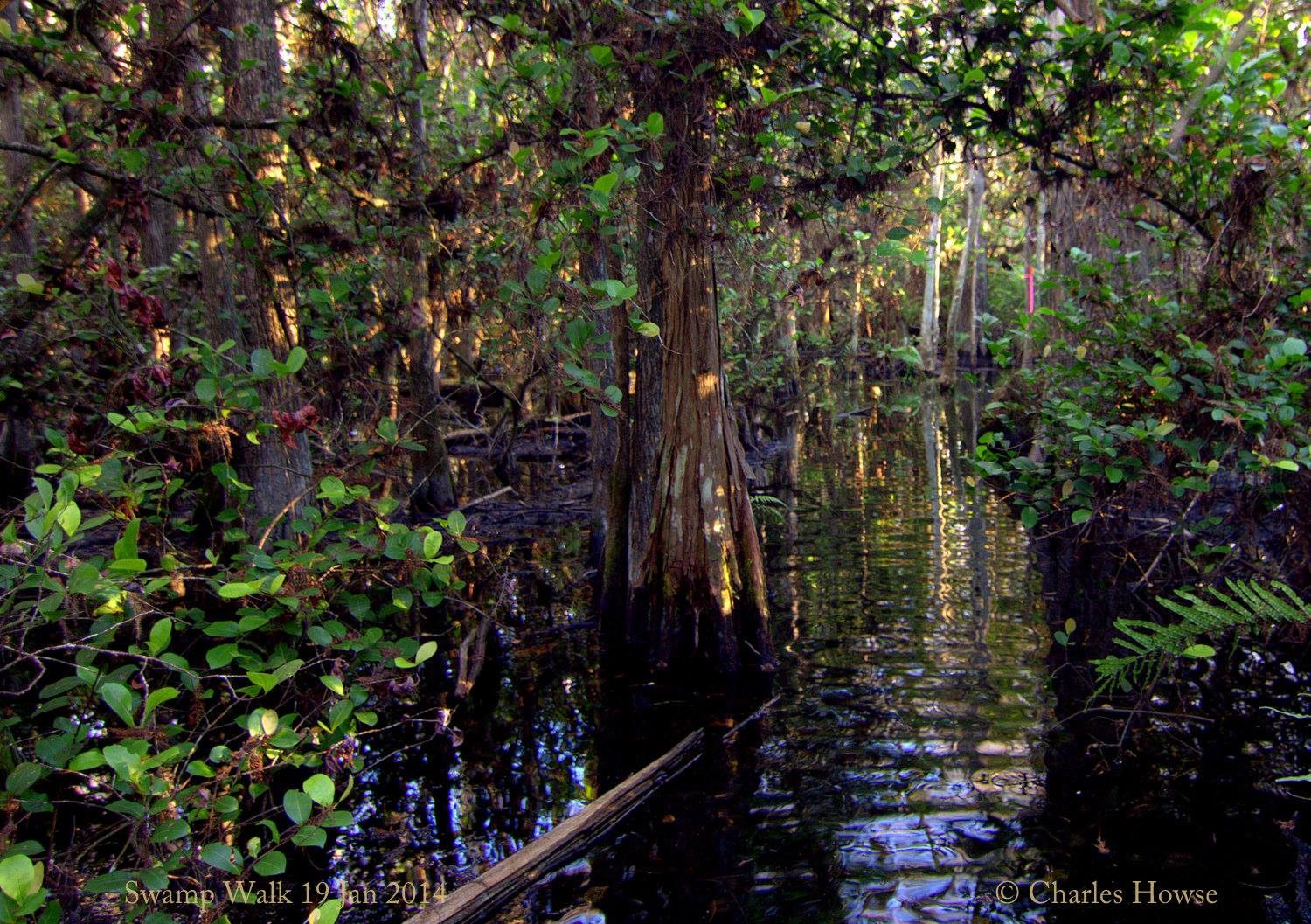 cb swamp walk 33617748_208097463_o.jpg