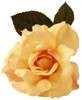 ROSE PIC.jpg