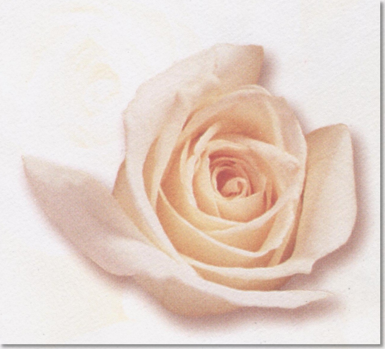 rose envel 2.jpg