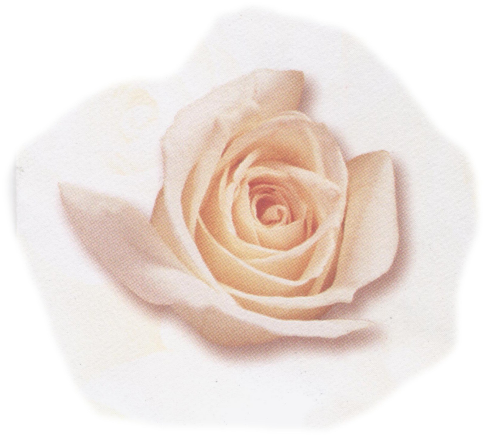 rose envel.jpg