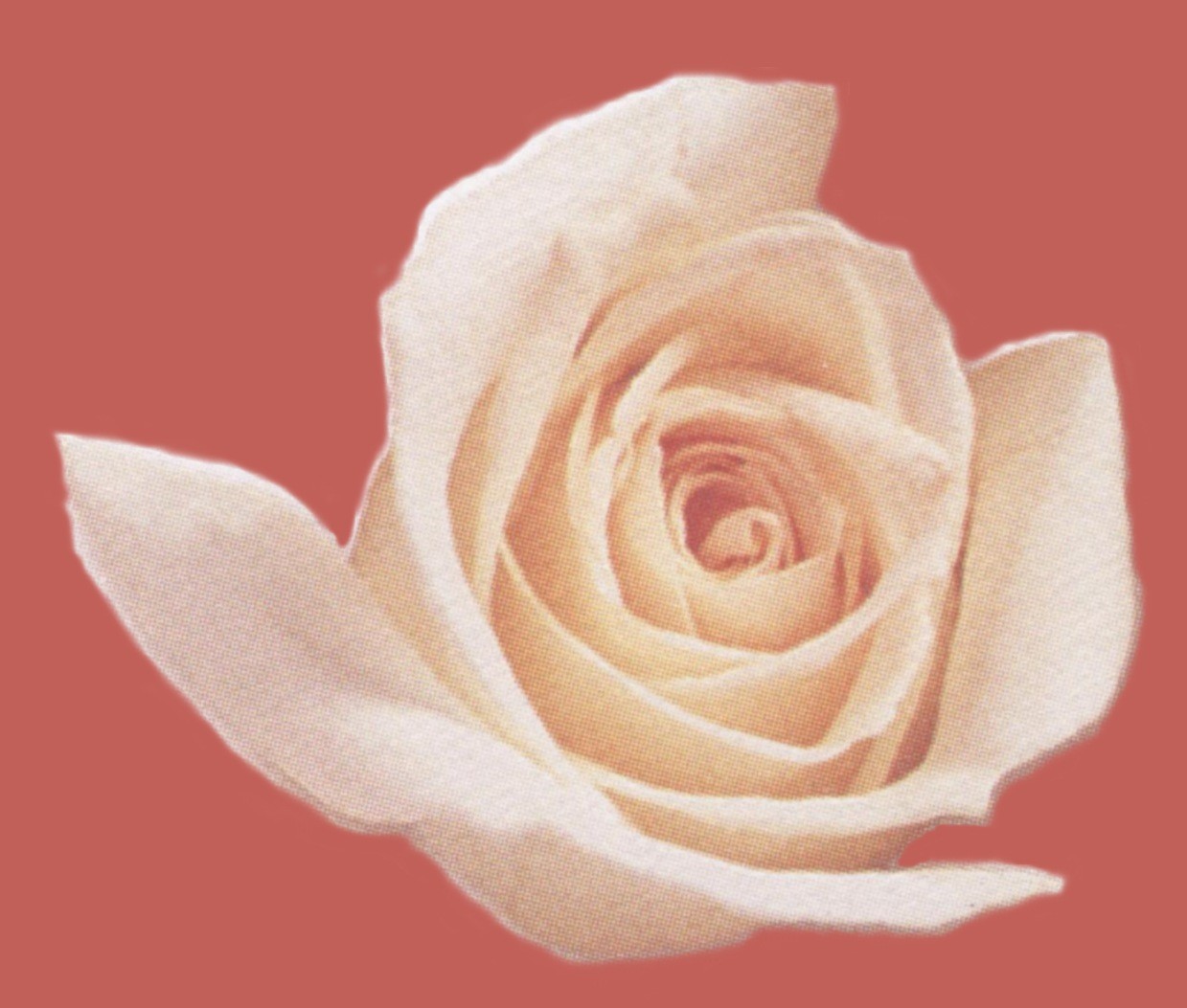 rose envel2.jpg