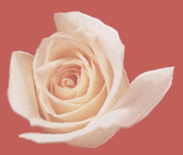 rose envel3.jpg